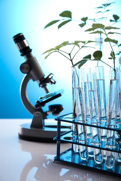 実験室で植物を含む実験用ガラス器具 — ストック写真