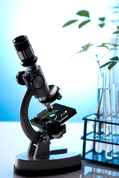 Laboratorieglas indeholdende planter i laboratorium - Stock-foto