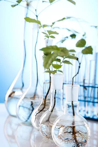Expérience en laboratoire d'écologie des plantes — Photo