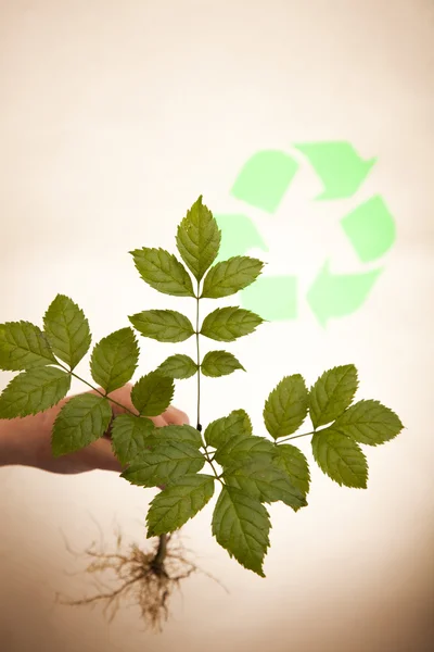 Recyklační závod, ekologie pozadíリサイクル プラント、生態学の背景 — ストック写真