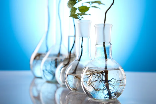 Vidrio de laboratorio que contiene plantas en laboratorio — Foto de Stock
