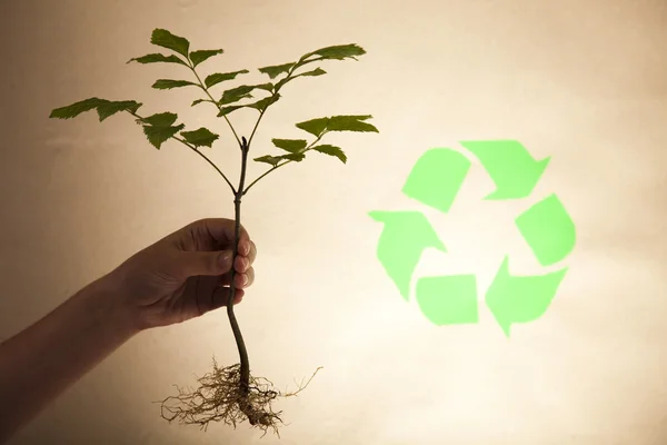 Növény- és ökológia, újrahasznosítás — Stock Fotó