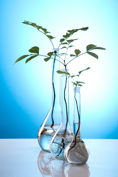 Oggetti di vetro da laboratorio contenenti piante in laboratorio — Foto Stock