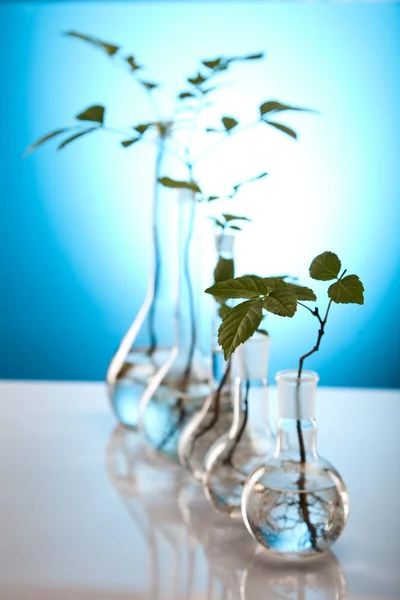 Chemistry equipment, plants laboratory glassware — Stock Photo, Image