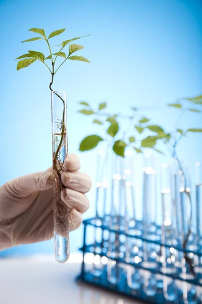 Kemi utrustning, växter för labb — Stockfoto