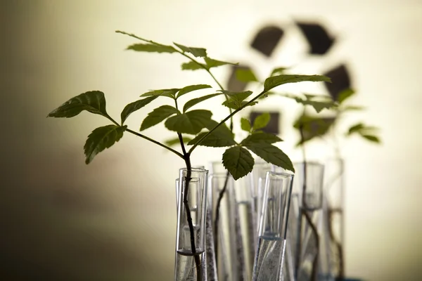 Květinové věda v laboratoři — Stock fotografie