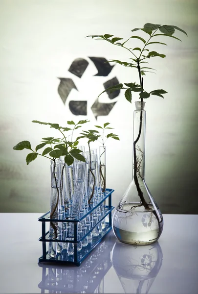 Chemieinstrumente, Pflanzenlaborgläser — Stockfoto