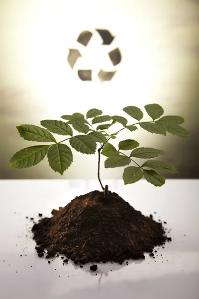 Växter och ekologi, återvinning — Stockfoto