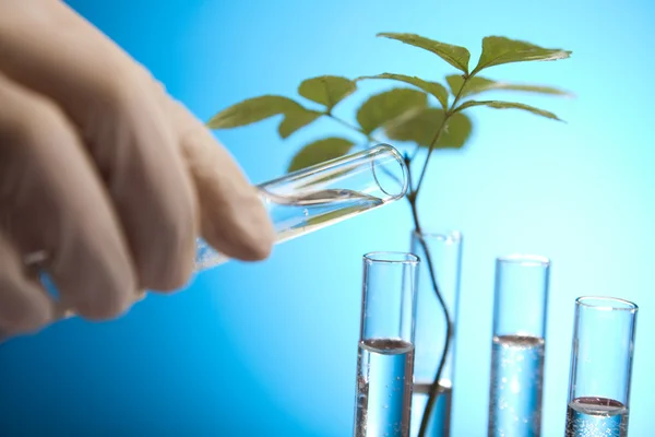 Ecology laboratory experiment in plants — Stock Photo, Image
