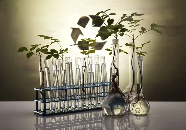 Växter och laboratorium — Stockfoto