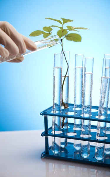 21실험실에서 테스트 튜브에 성장 하는 식물 — Stock Fotó