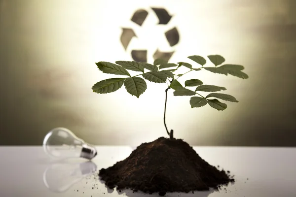 Rostlin a ekologie, recyklace — Stock fotografie