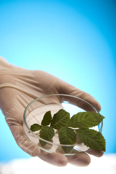 stock image Ecology laboratory experiment in plants