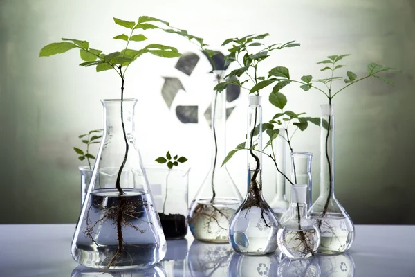 Experimento de laboratorio de ecología en plantas —  Fotos de Stock