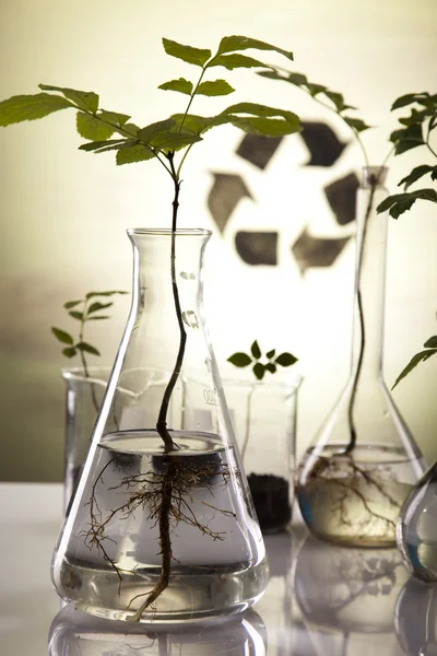 Πείραμα εργαστήριο οικολογίας στα φυτά — Φωτογραφία Αρχείου