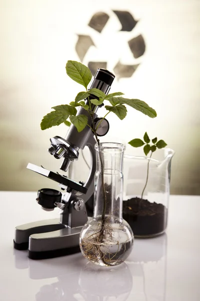 Chemie zařízení, rostliny laboratorní sklo — Stock fotografie