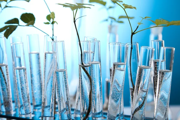 Chemie apparatuur, planten laboratoriumglaswerk — Stockfoto