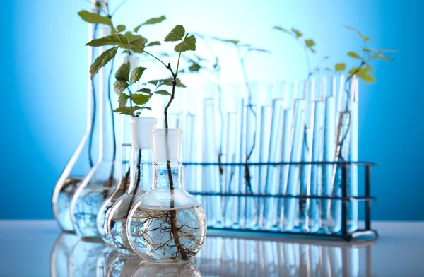 Experimenting with flora in laboratory — Stock Photo, Image