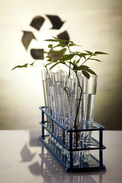 Química equipamentos, plantas de vidro de laboratório — Fotografia de Stock