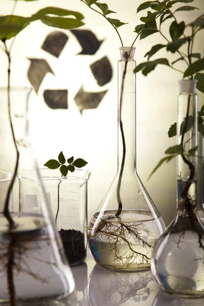Laborgläser mit Pflanzen im Labor — Stockfoto