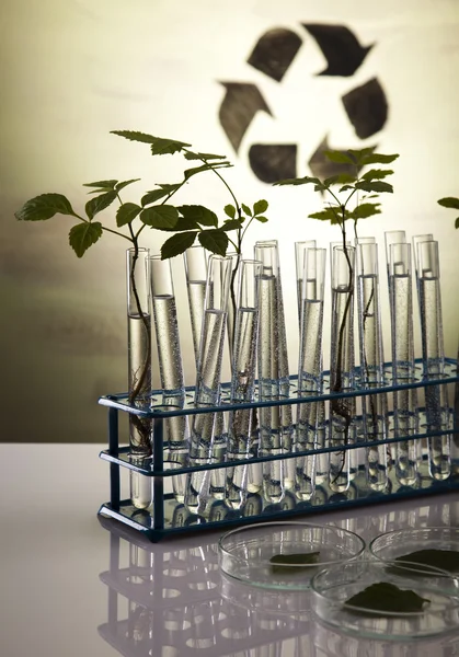 化学实验室玻璃器皿设备、 生态 — 图库照片
