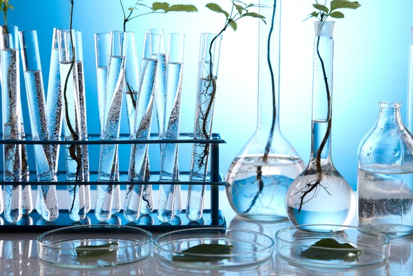 Objectos de vidro para laboratório que contenham plantas em laboratório — Fotografia de Stock