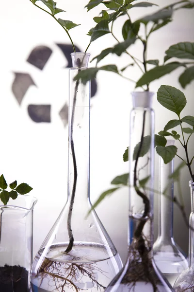 Matériel de verrerie de laboratoire chimique, écologie — Photo