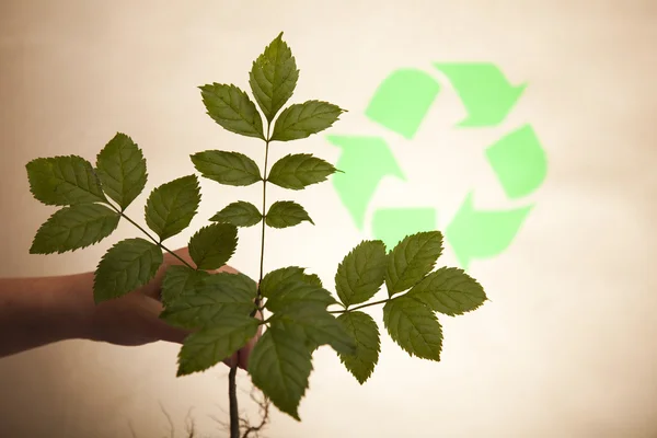 Plant en ecologie, recycling — Stockfoto