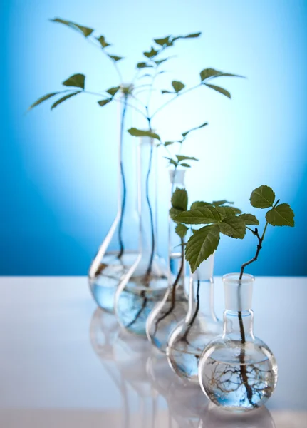 Plantas y laboratorio — Foto de Stock