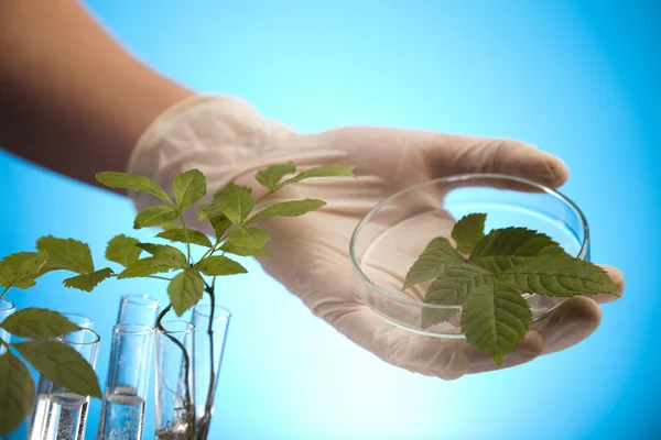 Växter och laboratorium — Stockfoto