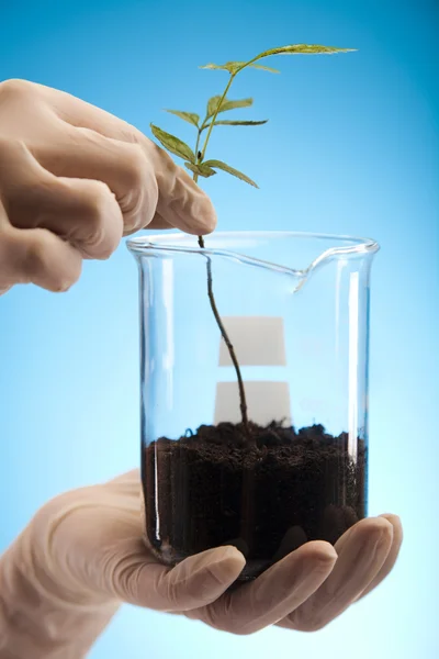 21실험실에서 테스트 튜브에 성장 하는 식물 — Stock Fotó