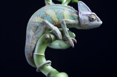 Chameleon clipart