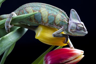 Chameleon on flower clipart