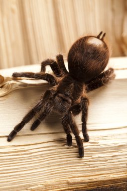 büyük tarantula