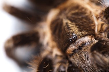 büyük tarantula