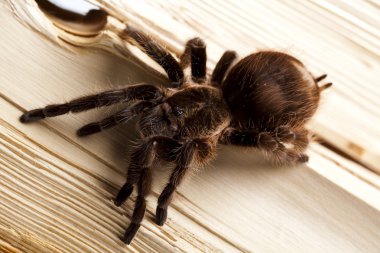 büyük tarantula