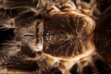 büyük tarantula