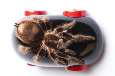 Tarantula