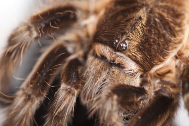 Tarantula