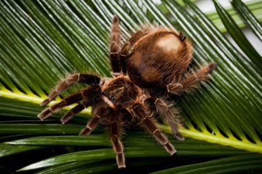 büyük tarantula