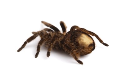 büyük tarantula