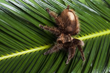 Scary Spider on Leaf clipart