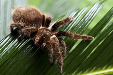 büyük tarantula