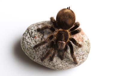 Tarantula