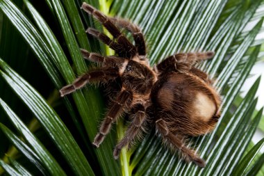 Tarantula