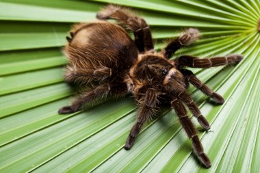 Tarantula