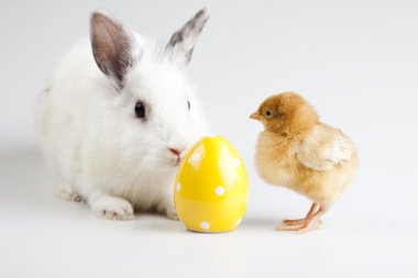 Mutlu Paskalya tavşanı chick