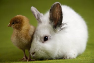 Mutlu Paskalya tavşanı chick