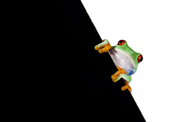 Rama żaba — Zdjęcie stockowe