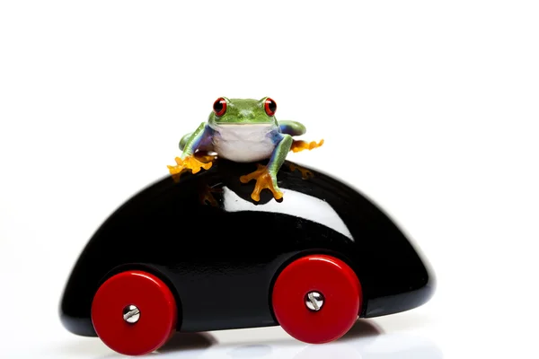 Wooden car and frog — Stock Photo, Image